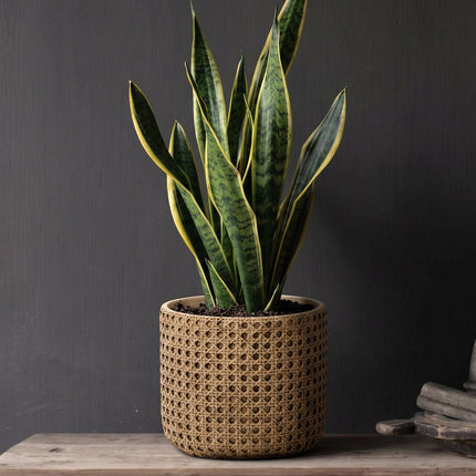 De RattanRock Plantenbak - Naturel - L
