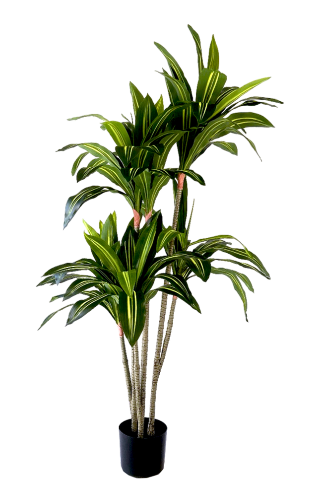 Kunstplant Dracaena Fragnans 150cm
