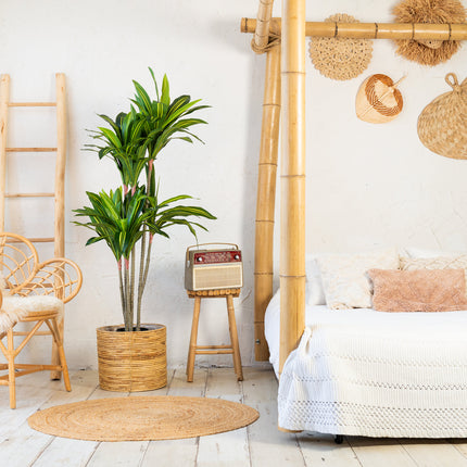 Kunstplant Dracaena Fragnans 150cm