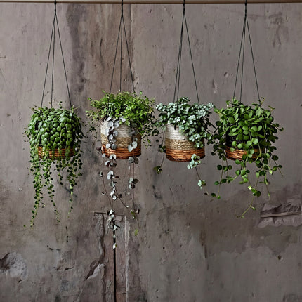 De hanger voor bananenplant - natuurwit - S