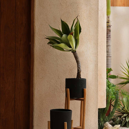 De Houtskool Laag - Zwart naturel - S